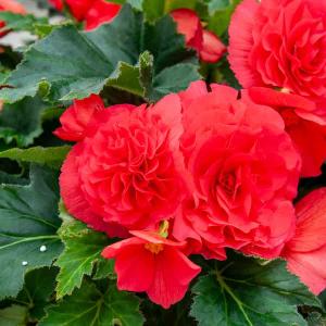 Bégonia Grande fleur rouge (x3)